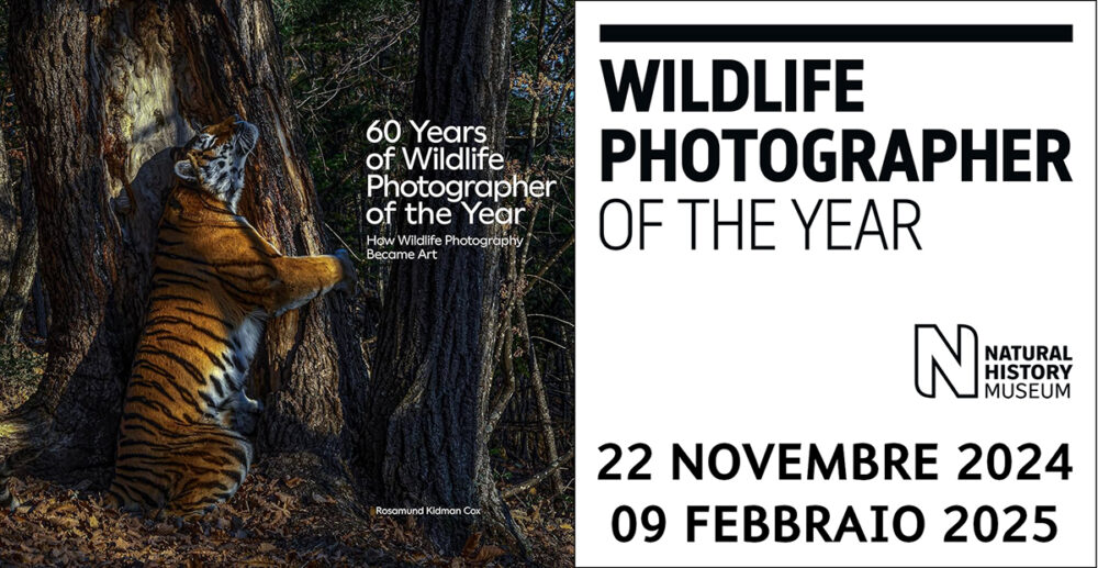 Dal 22 novembre 2024 al 9 febbraio 2025 a Milano, edizione speciale del Wildlife Photographer of the Year 60°, la mostra di fotografie naturalistiche più prestigiosa al mondo.